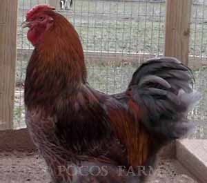 Picture of a Blue Laced Red Wyandotte
