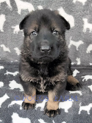 image of puppy