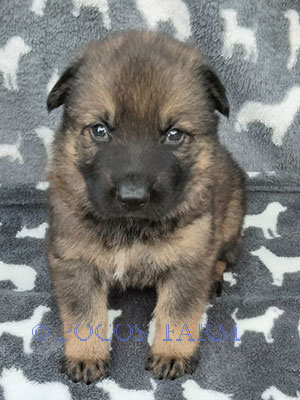 image of puppy