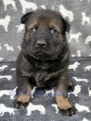 image of puppy