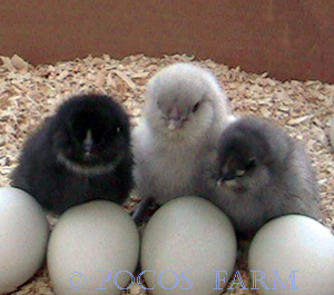 Picture of Chicks with eggs