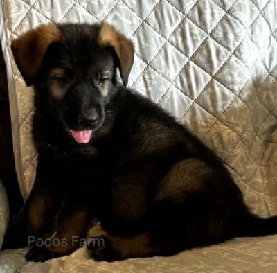 image of puppy