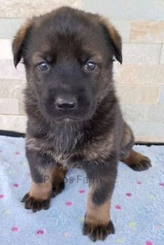 image of puppy