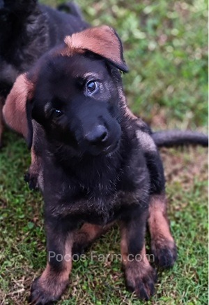 image of puppy