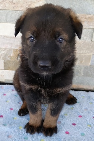 image of puppy